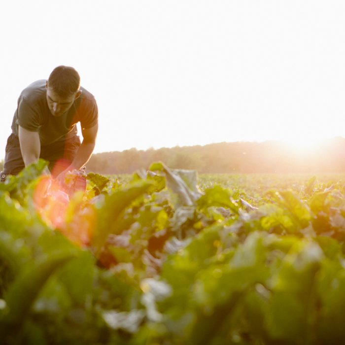 farmer, sugar beet, field, rural, harvesting, europe