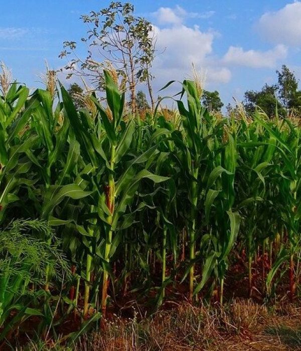 Almajeed Farms