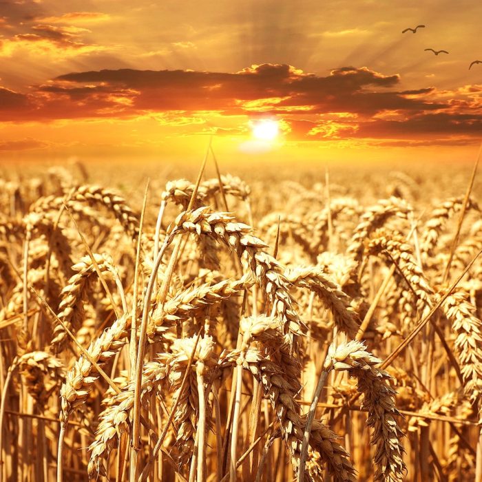 wheat, field, sunset-640960.jpg